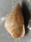 Pusillina diversa